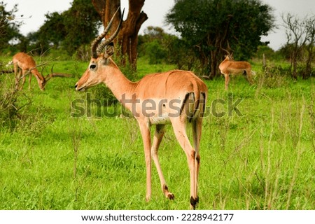 Picture of an African gazelle antelope taken in Kenya.