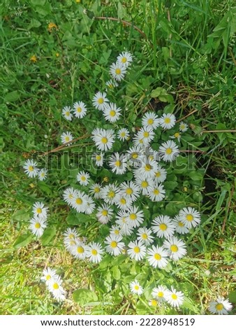 picture of nice white daisy on the grass