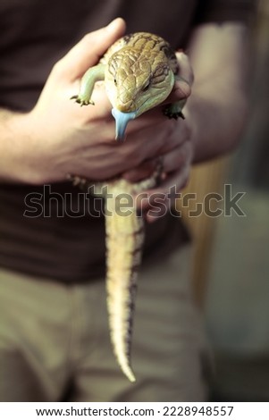 Close up domestic lizard concept photo. Unordinary pet. Reptile. Side view photography with young man on background. High quality picture for wallpaper, travel blog, magazine, article