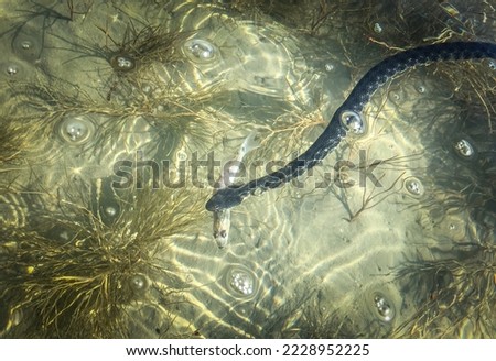 Dice snake (Natrix tessellata) with her fish prey.