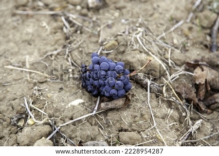 Detail of dried fruit in a Spanish vineyard