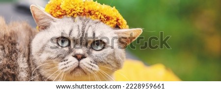 A Portrait of funny cute cat crowned chaplet from the daisy flowers lying on fallen yellow leaves in autumn. Horizontal banner