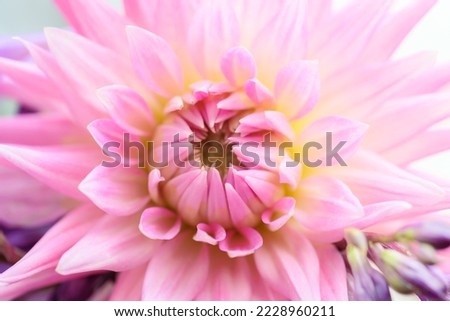 Flower of pink dahlia. Selective focus with shallow depth of field.