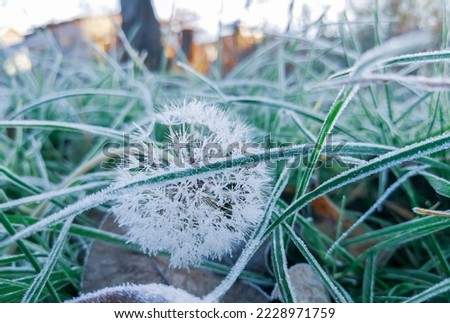 the autumn frost covered the dandelion and grass on the lawn with frost. Dandelion on a frosty morning. the dandelion is covered with frost like the grass next door.