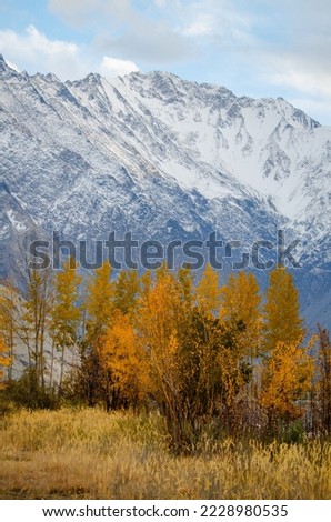 Beautiful Autumn photo of Hunza valley of Pakistan. Incredible passu in the fall season. Blue snow-covered mountain in the autumn season. focused image of yellow trees.