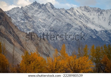 Beautiful photo of the Hunza valley of Pakistan in the fall season. Autumn trees. Gorgeous yellow and orange autumn tree. Autumn in Hunza valley. best Autumn photo