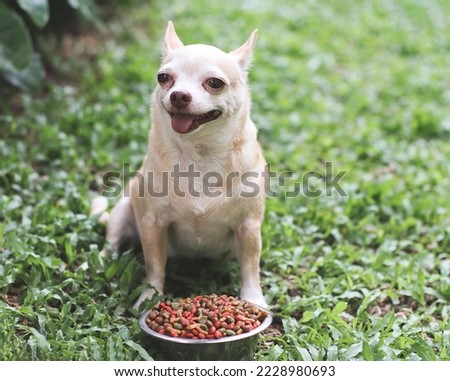 Portrait of happy and healthy Chihuahua dog sitting on green grass with dog food bowl, smiling happily with his tongue out.