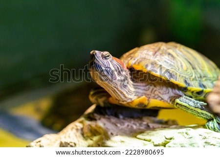 Red Eared Terrapin - Trachemys scripta elegans close-up, selective focus portrait of a turtle Royalty-Free Stock Photo #2228980695