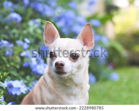 Close up image  of brown short hair  Chihuahua dog sitting on green grass in the garden with purple flowers blackground, looking away curiously, copy space.
