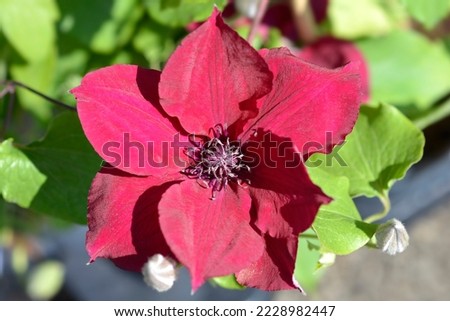 Nubia Clematis red flower - Latin name - Clematis Boulevard Red Royalty-Free Stock Photo #2228982447