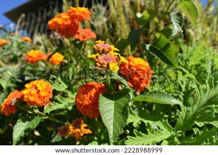 Multicoloured orange and red  flowers of common lantana ( latin Lantana camara )  species of flowering plant within the verbena family (Verbenaceae), native to the American tropics.