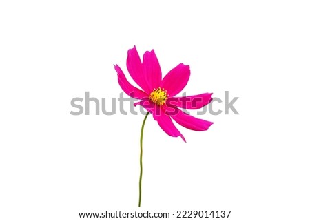 Close up, Single cosmos flower violet color flower blossom blooming isolated on white background for stock photo, houseplant, spring floral