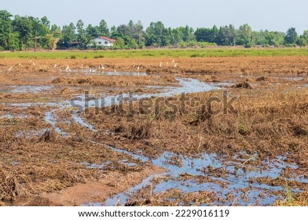 rice field paddy water flooded nature background Royalty-Free Stock Photo #2229016119
