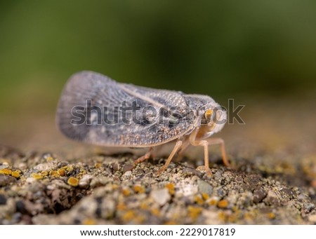 Metcalfa pruinosa, the citrus flatid planthopper, is a species of insect in the Flatidae family of planthoppers