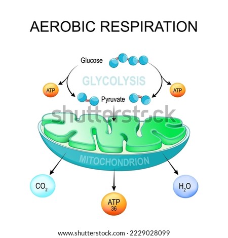 aerobic respiration. Glycolysis and ATP Synthesis in mitochondria. converting glucose into pyruvate in cells. metabolic pathway. Vector poster Royalty-Free Stock Photo #2229028099