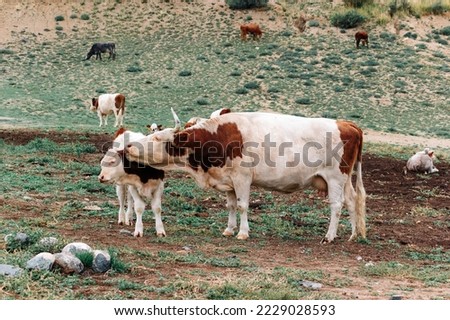 A cow licks a calf in the pasture