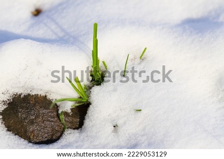 Winter landscape with green grass and wet ground under snow