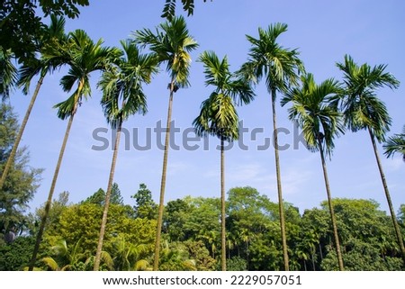 a row of rows trees in the park landscape view