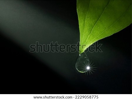 Rain drop at tip of leaf, illuminated by bean of light. Royalty-Free Stock Photo #2229058775