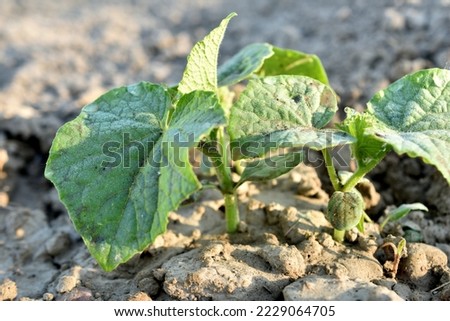 The picture shows seedlings of cucumbers in a vegetable garden with wide leaves.