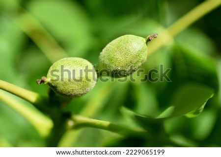 The picture shows a branch of a walnut tree and a green ovary on it.