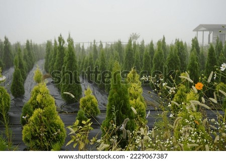 Rural village landscape is foggy, flowers, trees and vegetables grow, fields are beautiful.