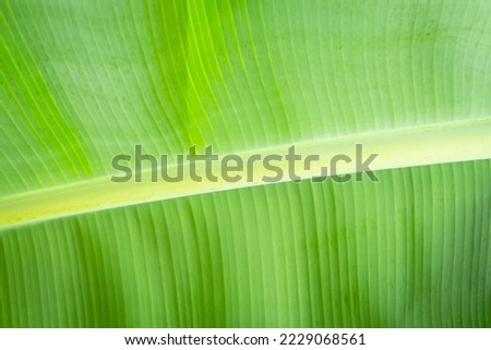 natural banana leaf image background