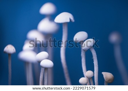 paneolus mushroom hallucinogenic magic mushrooms beautiful white fungi on blue background