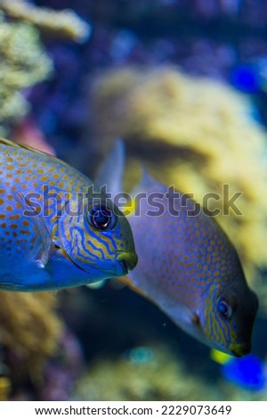 Very colorful picture of a fish in captivity with some reef in the background for more natural setting. 