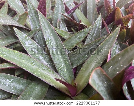 photo of flower leaves after rain