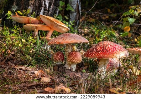 Group of amanita muscaria mushrooms in different age. Royalty-Free Stock Photo #2229089943