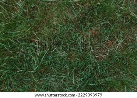Green grass texture background, Green lawn, Backyard for background, Grass texture, Green lawn desktop picture, Park lawn texture. High quality photo