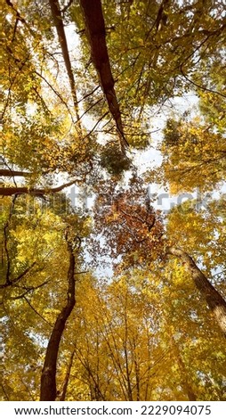 Variety crowns of the trees in the spring forest against the blue sky with the sun. Bottom view of the trees. High quality photo