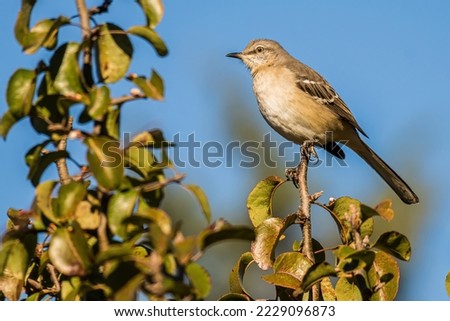 A Northern Mockingbird Stands Guard at the Top of a Bush.