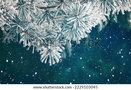 Art Nature Winter Christmas Background with snowy pine tree. Beautiful Border of Pine tree branches in hoarfrost on dark green Background. Scenic natural Winter Wallpaper, web banner.