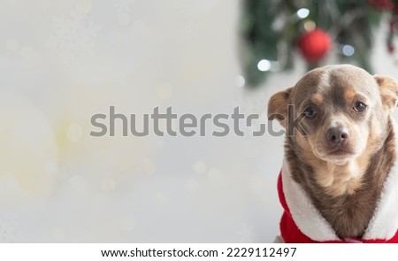 Cute dog lying on the couch. Pet and winter holidays. The dog is dressed in santa claus clothes. Christmas. Banner. Copy space