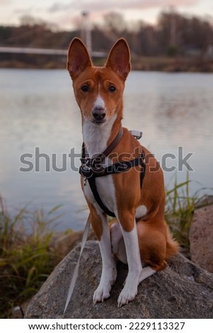 A cute Basenji dog girl is sitting on a stone on the river bank in autumn with a foggy background Royalty-Free Stock Photo #2229113327