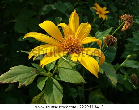 Common sunflower with nature green background 2022.11.20