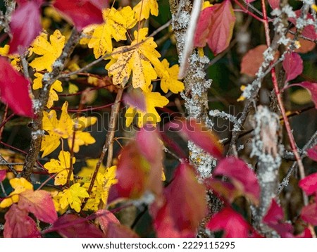 Autumn colorful leaves on tree in mixed forest Royalty-Free Stock Photo #2229115295