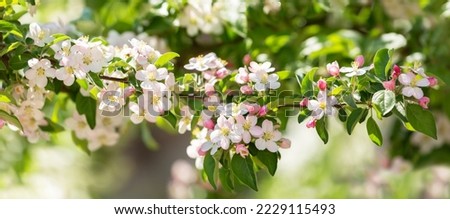 Blooming apple tree in the spring garden. Close up of white flowers on a tree Royalty-Free Stock Photo #2229115493