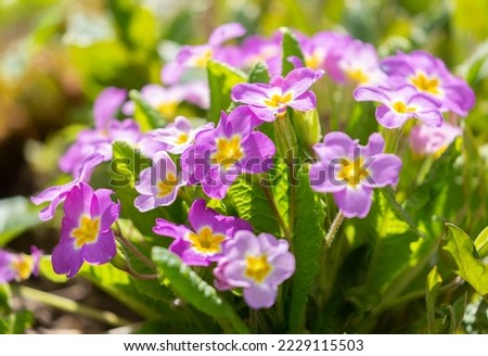 Spring flowers. Blooming primrose or primula flowers in a garden Royalty-Free Stock Photo #2229115503