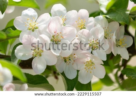 Blooming apple tree in the spring garden. Close up of white flowers on a tree Royalty-Free Stock Photo #2229115507