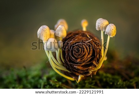 Wild mushrooms. Wild mushrooms on a fir cone. Toadstools Royalty-Free Stock Photo #2229121991