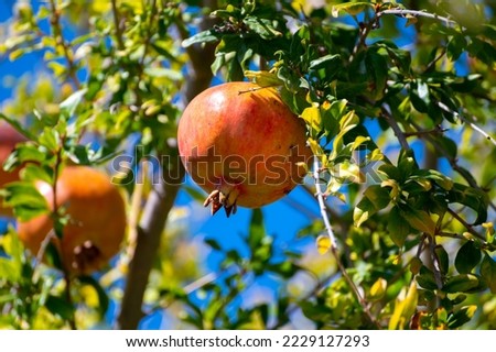 Pomegranate tree with sweet ripe fruits ready to harvest, fruit orchard