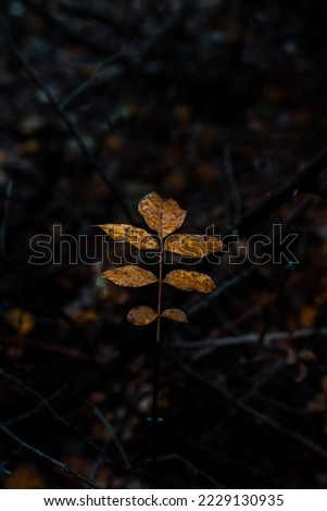 Autumn leaves and last leaf of the autumn in Mecsek forest mountain in Pécs, Hungary after the rain and foggy day is moody and like fairy tail in central Europe and beautiful minimalism