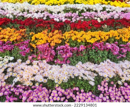 Different types of flowers arranged in beautiful way