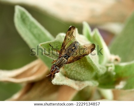 Phoenix Fly. Picture-winged Flies. Family Ulidiidae. Dorycera graminum   