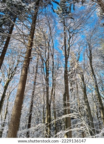 Landscape of trees covered with white snow and frost during cold winter.