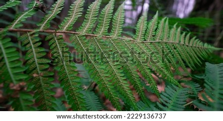 Fern is flowerless plant which has feathery or leafy fronds and reproduces by spores released from undersides of fronds. Royalty-Free Stock Photo #2229136737