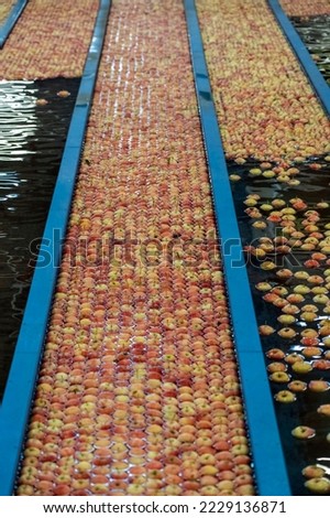 Apple Pre-Sorting Lines with Flow of Apples Through Water in Apple Flumes. Apples Being Washed, Sorted and Transported in Water Tank Conveyor. Food Safety in Food Industry.